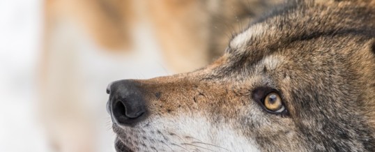 Artenschutz ist Bundeshoheit – Keine Aufweichung durch das Jagdrecht