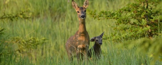 Nabu und ÖJV wollen 1,5 Mio. Rehe mehr schießen: Bayerische Jäger wehren sich