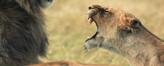 Brandgefährliche Begegnungen: National Geographic WILD begegnet im Mai den tödlichsten Jägern der Tierwelt