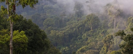 Tag des Waldes (21.3.): Krüger: „Naturschutz ist eine Frage der globalen Gerechtigkeit“ / NABU und BMZ unterzeichnen „Kompetenzpartnerschaft Natur“