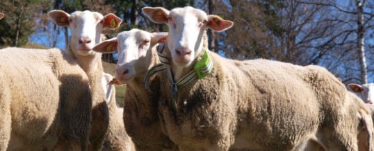 Digitalisierung der Landwirtschaft / Das Internet der Tiere: Schafe von heute funken mit 0G