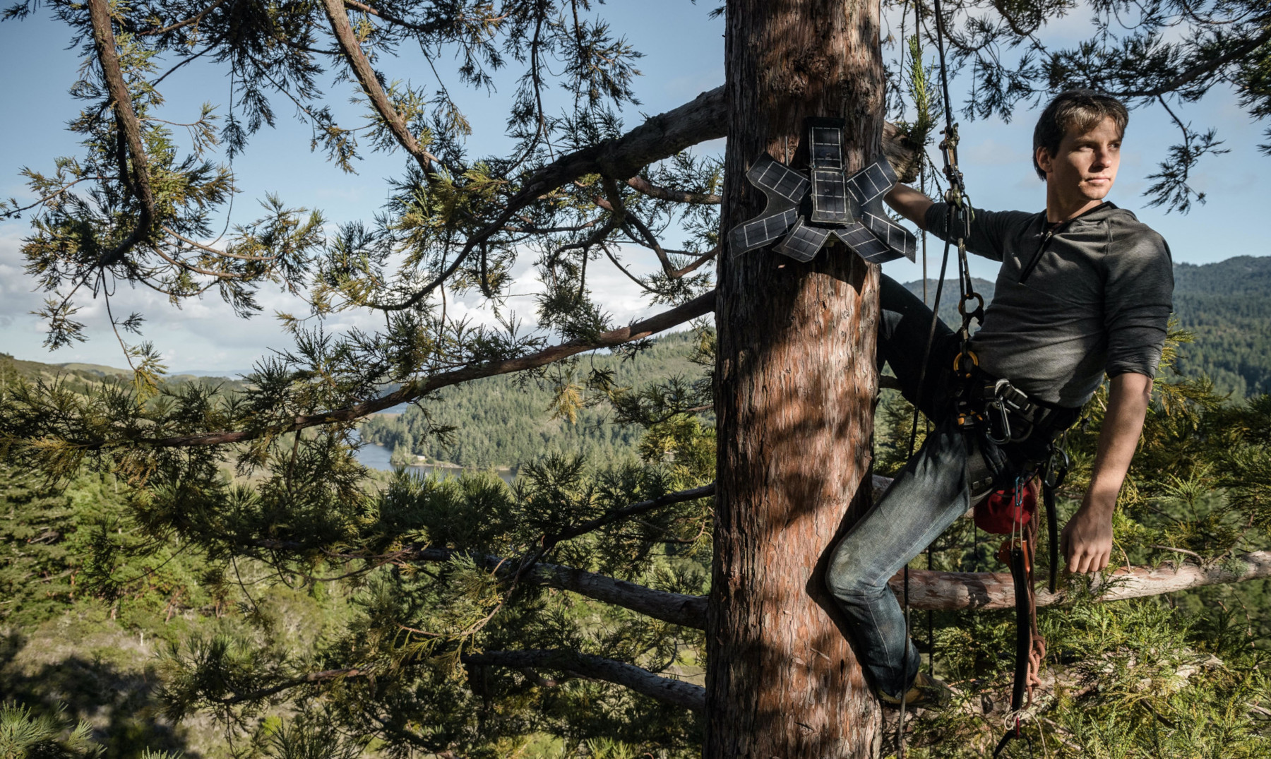 Hitachi Vantara und Rainforest Connection bauen Partnerschaft zum Schutz der Regenwälder aus