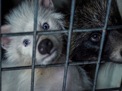 Europäische Bürgerinitiative „Fur Free Europe“ reicht 1.502.319 Unterschriften bei Europäischen Kommission ein